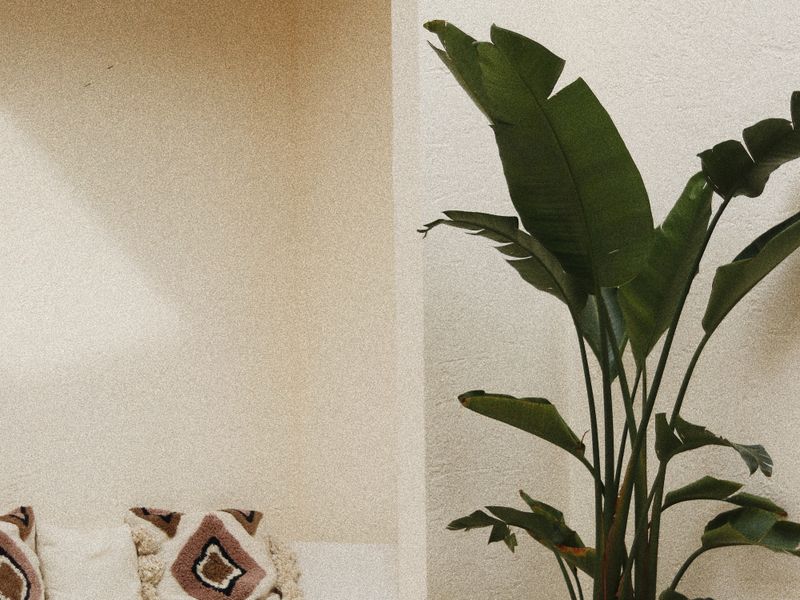 Tall bird of paradise plant beside patterned cushions
