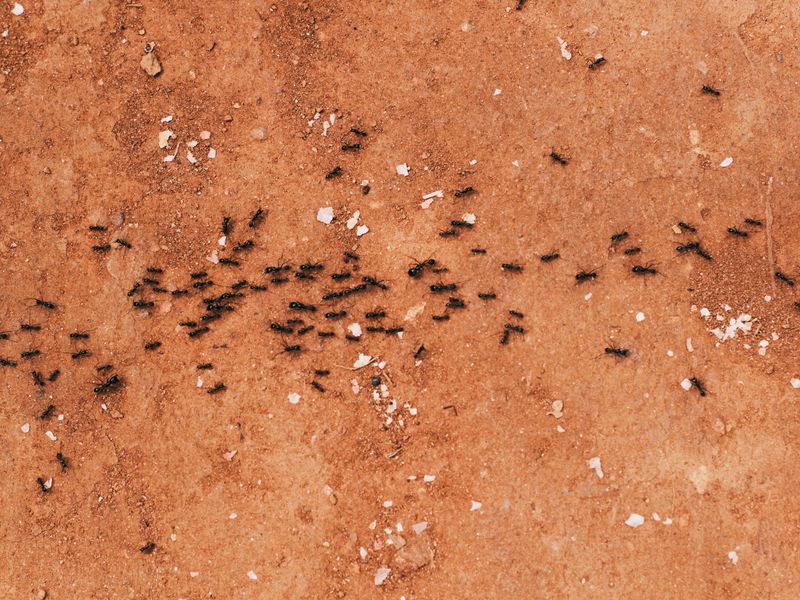Trail of ants on the ground