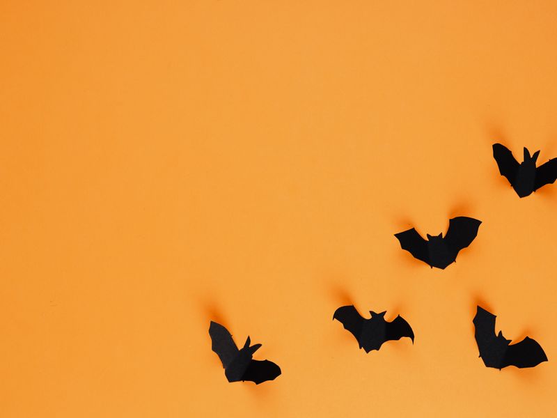 Black paper bats on an orange wall