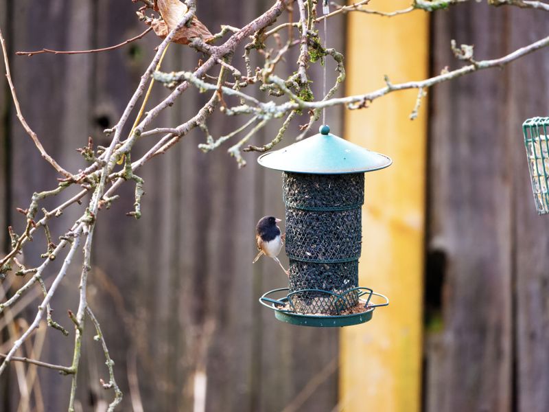 Chickadee at a bird feeder in a winter garden